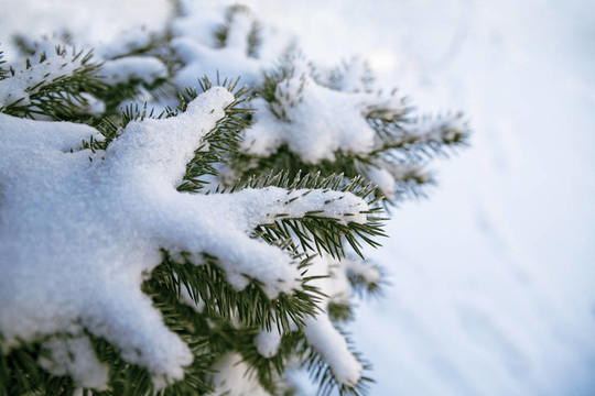 常青樹的樹覆蓋在圣誕節(jié)前夕的雪