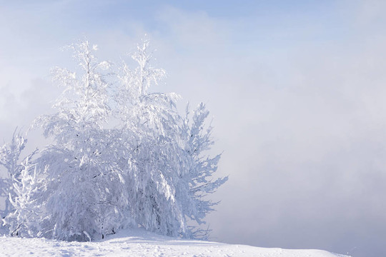大雪和冰凍的孤獨(dú)的樹(shù)的成本在一個(gè)霧背景的雪堆里，藍(lán)色的天空