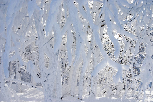 在美麗的冬天森林的積雪覆蓋的樹枝