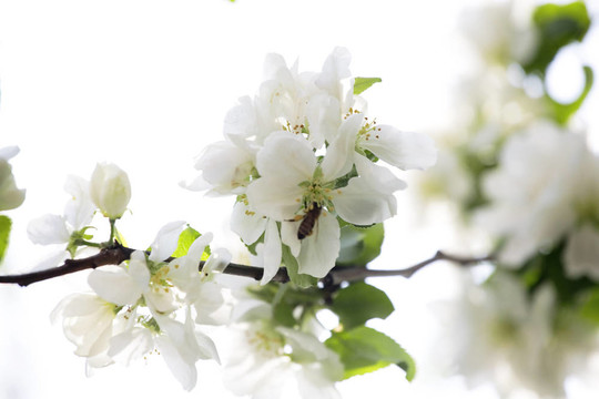 開(kāi)花的樹(shù)枝在春天的白色背景上