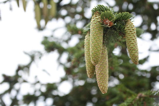 Pinecone分公司