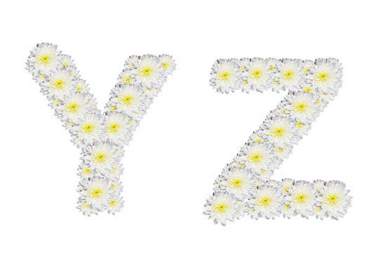 字母YZ；White Flower孤立在白色背景