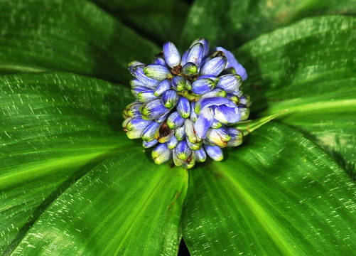 藍色的花