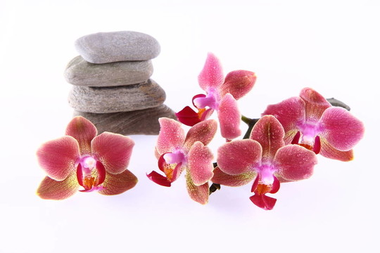 石頭和蘭花