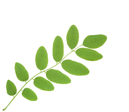 菩提樹的綠葉白色隔離