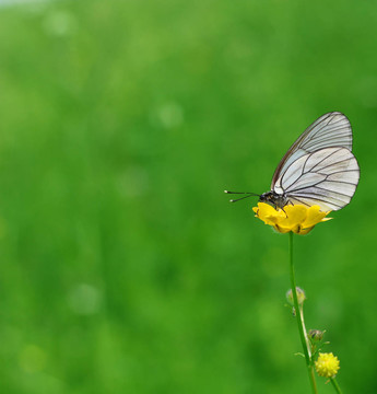 蝴蝶花