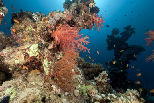 紅海珊瑚礁和魚類。