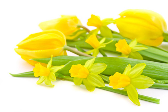 郁金香和水仙花