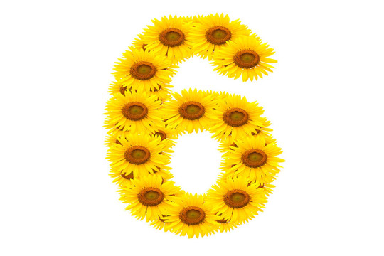 向日葵6號