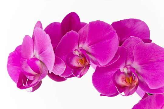 粉紅色的蘭花