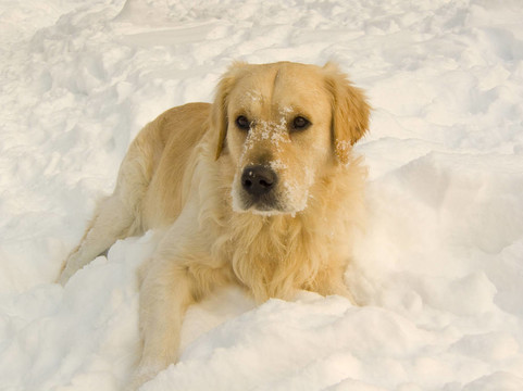雪狗