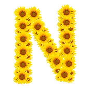 向日葵；字母