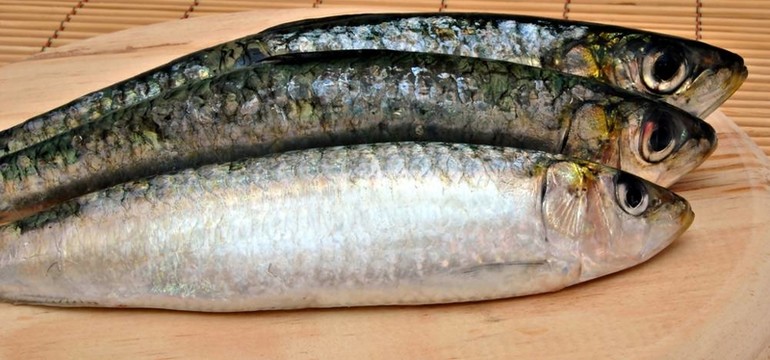 三沙丁油魚