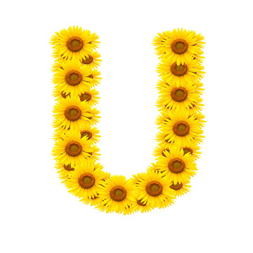 向日葵；字母表