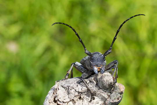 morimus funereus
