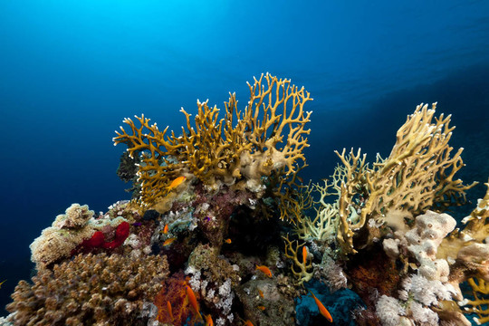 紅海珊瑚礁和魚類。