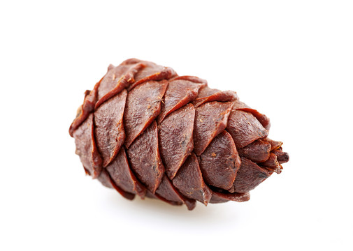 松子 松子球 果實