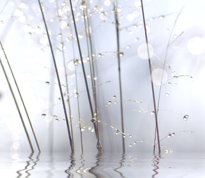 植物莖滴。