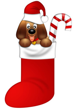 可爱的小狗与红色的圣诞帽放养