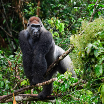 Silverback。