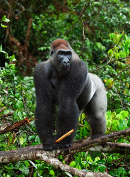 Silverback。