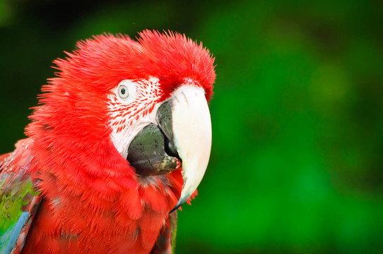 滑稽頭發(fā)的Parrot