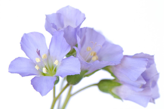 丁香花的春天
