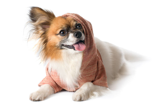 蝴蝶犬在罩；分離