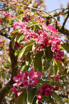 盛開(kāi)的櫻花