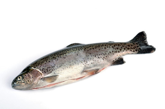 虹鱒魚