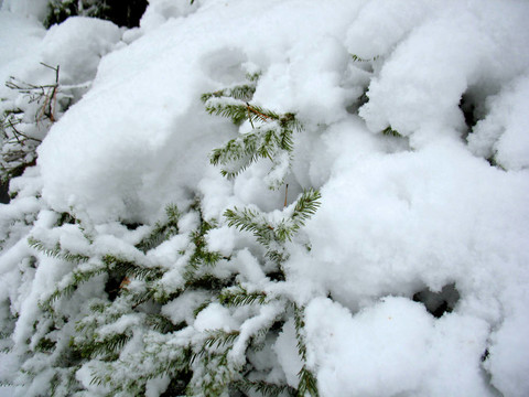 在樹枝上的積雪