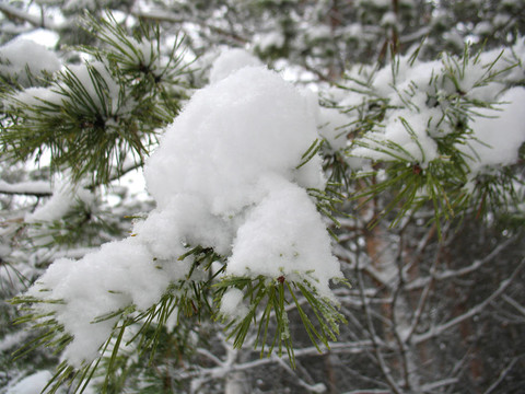 冬天的森林和冰雪覆蓋的樹枝FIR