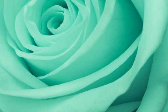 綠薔薇特寫