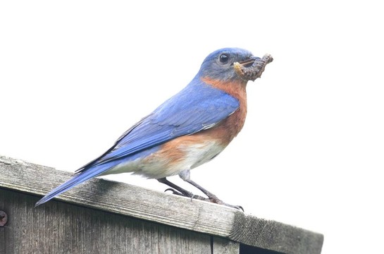 孤立的藍(lán)鳥鳥舍