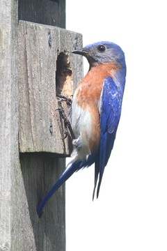 孤立的藍(lán)鳥鳥舍
