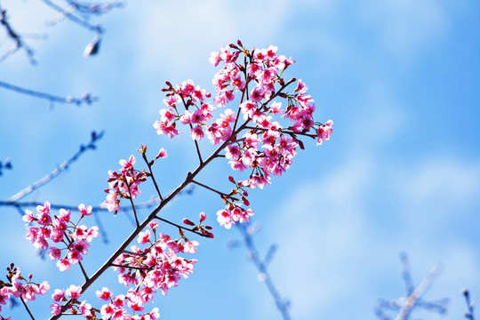 櫻花（櫻花）