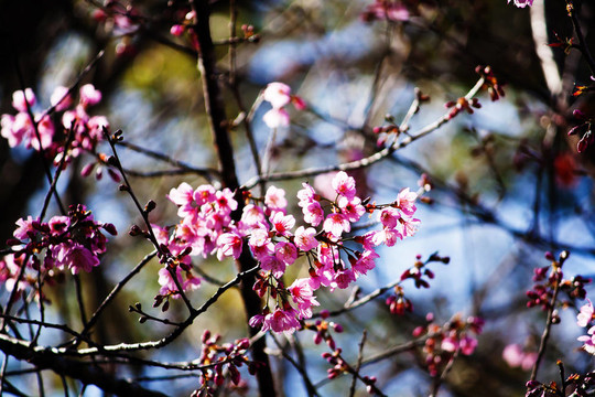 櫻花（櫻花）