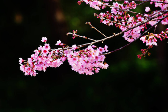 櫻花（櫻花）