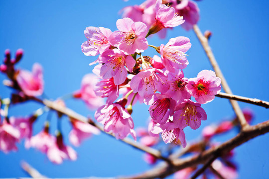 櫻花（櫻花）