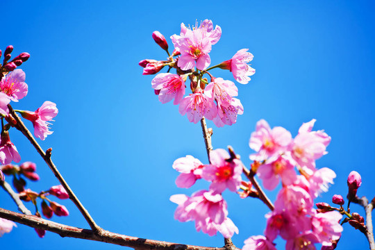 櫻花（櫻花）