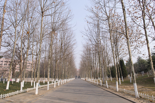 行道樹