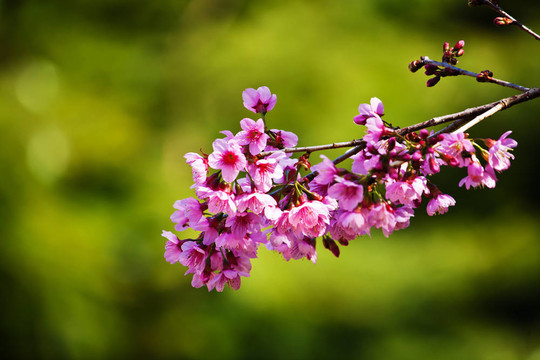 櫻花（櫻花）