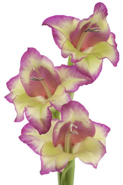 唐菖蒲