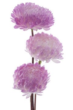 中國紫菀