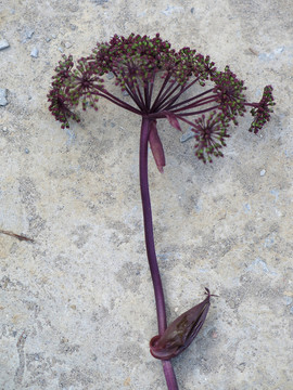 藥用植物紫花前胡