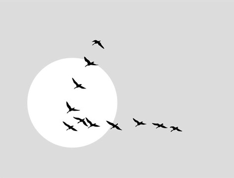 太陽(yáng)背景下的飛天鴨剪影