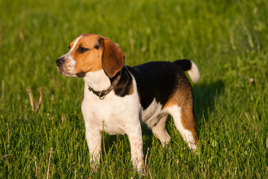 比格犬