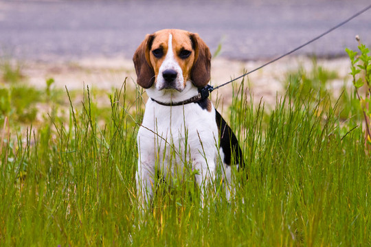 比格犬