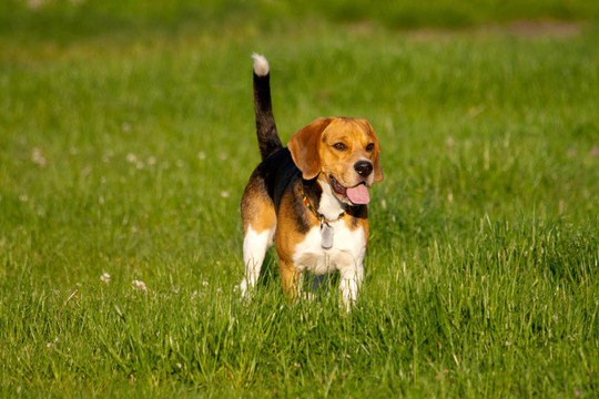 比格犬