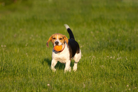比格犬